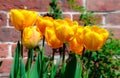 Spring yellow tulips blooming with green stalks against a rustic red brick wall background