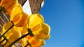 Spring yellow tulips blooming with green stalks against a typical red brick wall background and sunny blue sky in Amsterdam