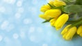 Spring yellow tulips on pastel blue background. Greeting card for Mothers day, Easter or 8 March Womens day.