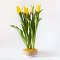 Spring Yellow Tulips