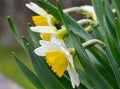 Spring Yellow and White Daffodil Trio Royalty Free Stock Photo