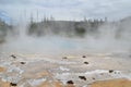 Spring in Yellowstone: Bison Dung near Green Spring of the Emerald Group in the Black Sand Basin Area of Upper Geyser Basin