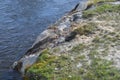 Spring in Yellowstone: Closeup of Inkwell Spring of the Giant Group on the Edge of Firehole River in Upper Geyser Basin