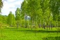 Spring. Young birch trees in fresh greens Royalty Free Stock Photo