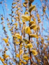 Spring young blossoming buds against a blue sky