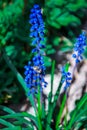 Spring young blue flowers on green stems, Blue grape hyacinths blooming in the garden under the sunlight Royalty Free Stock Photo