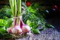 Spring young garlic in a bundle, fresh green basil, dill, tomato