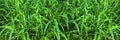 Spring young green grass grows on the ground. Front view, close up, panoramic format Royalty Free Stock Photo
