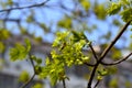 Green leaves and flowers on a maple branch Royalty Free Stock Photo