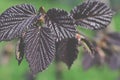 spring - young hazelnut red leaves