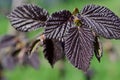 spring - young hazelnut red leaves