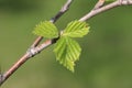 Spring. Young melting birch leaves on a green background Royalty Free Stock Photo