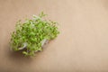 Spring young micro greens to strengthen immunity. Copy space