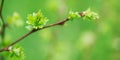 Spring young twig with leaves. Bright green macro photo with fine focal part and bokeh