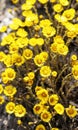 Spring young yellow flowers mother and stepmother close-up, plant natural background with copy space, Tussilago farfara Royalty Free Stock Photo