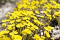 Spring young yellow flowers mother and stepmother close-up, plant natural background with copy space, Tussilago farfara Royalty Free Stock Photo