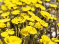 Spring young yellow flowers mother and stepmother close-up, plant natural background with copy space, Tussilago farfara Royalty Free Stock Photo