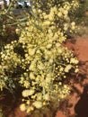 Spring in Yulara Australia