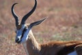 Springbock antelope antidorcas marsupialis