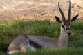 Springbock antilope Royalty Free Stock Photo
