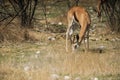 Springbock grazing on the savannah of Namibia.