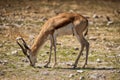 Springbock grazing on the savannah of Namibia.