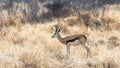 Springbock in the savannah at Etosha national park, Namibia