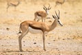 Springbok Royalty Free Stock Photo