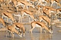 Springbok Royalty Free Stock Photo