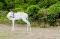 Springbok