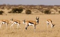 Springbok