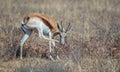 Springbok African medium-sized antelope