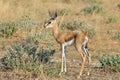 Springbok - African Wildlife Background - Baby Animal Royalty Free Stock Photo