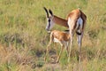 Springbok - African Wildlife Background - Baby Animals and their Moms Royalty Free Stock Photo