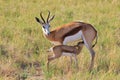 Springbok - African Wildlife Background - Mom and her Baby Animal Royalty Free Stock Photo