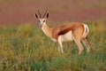 Springbok antelope Royalty Free Stock Photo