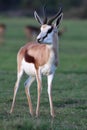 Springbok Antelope Royalty Free Stock Photo