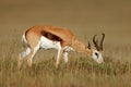 Springbok antelope Royalty Free Stock Photo