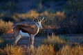 Springbok antelope, Antidorcas marsupialis, in the African dry habitat, Kgaladadi, Botswana. Mammal from Africa. Sunrise, Royalty Free Stock Photo