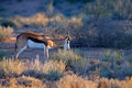 Springbok antelope, Antidorcas marsupialis, in the African dry habitat, Kgaladadi, Botswana. Mammal from Africa. Sunrise, Royalty Free Stock Photo