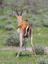 Springbok antelope (Antidorcas marsupialis) pooping