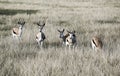 Springbok antelope Antidorcas marsupialis in savannah