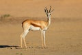 A springbok antelope in arid environment, Kalahari desert, South Africa