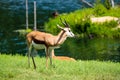 Springbok Antelope