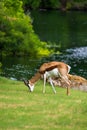 Springbok Antelope