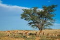 Springbok antelope landscape Royalty Free Stock Photo