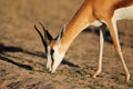 Springbok antelope portrait Royalty Free Stock Photo