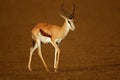 Springbok antelope after the rain