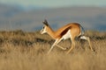 Springbok antelope running, Mountain Zebra National Park, South Africa