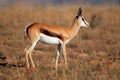 Springbok antelope